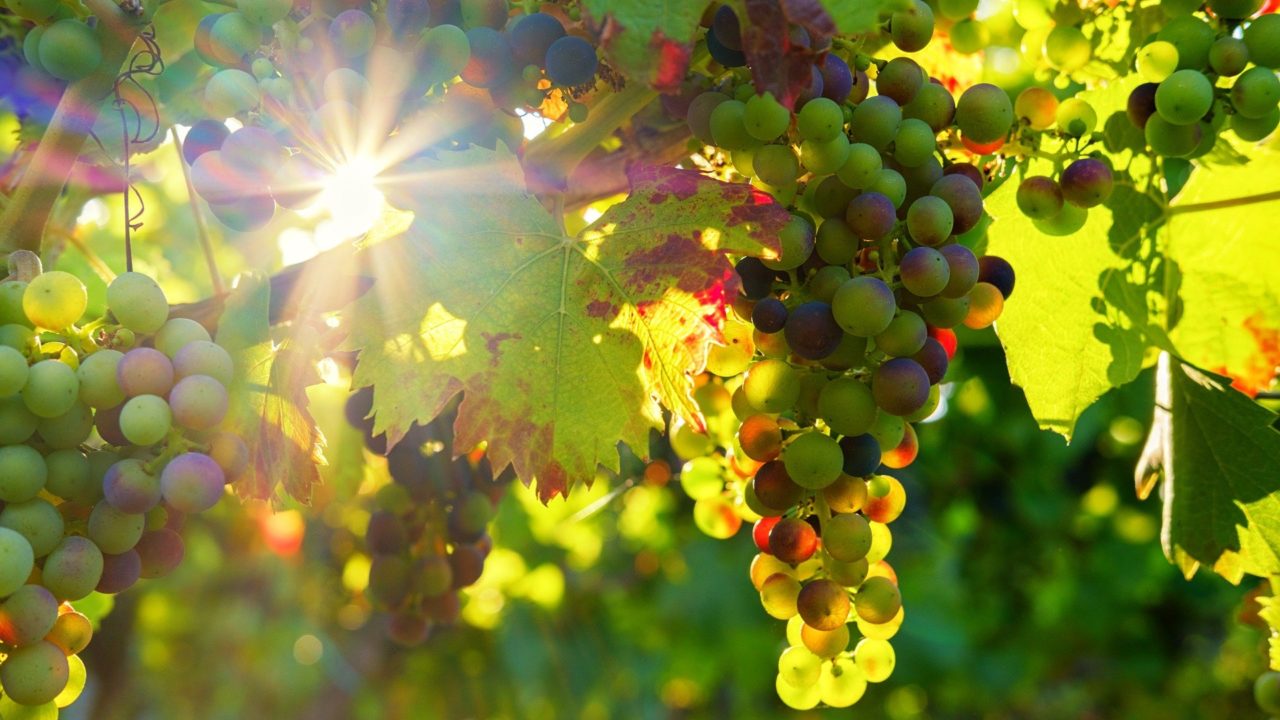 https://www.tkr-patrimoine.fr/wp-content/uploads/2022/01/grapes-g0fd2d114c_1920-1280x720.jpg