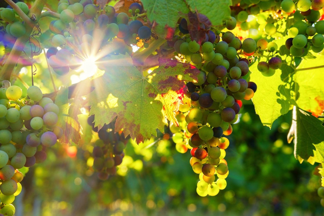 https://www.tkr-patrimoine.fr/wp-content/uploads/2022/01/grapes-g0fd2d114c_1920-1280x853.jpg